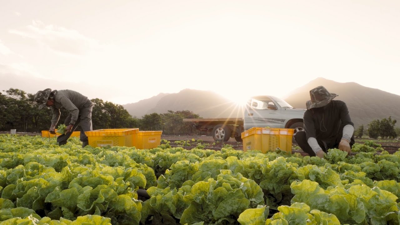 Hawaii Homegrown Food Network